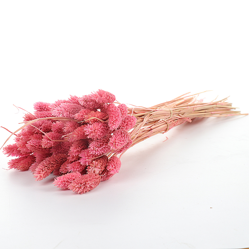 20Pcs Dried Natural Flower Bouquets Colorful Lagurus Ovatus Bouquets Uraria Picta Rabbit Tail Grass Bouquets Bunches