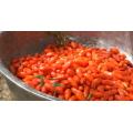 Qinghai-Tibet Kökenli %100 Organik Goji Berry