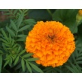 Microcapsule Xanthophyll Lutein Flower Marigold Extract