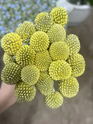 Wholesale Fresh Golden Billy Buttons Cut Flowers