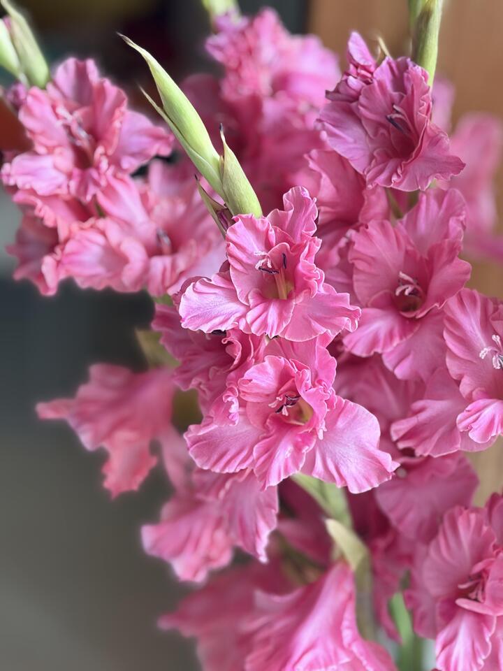 Purple Cloud Gladiolus