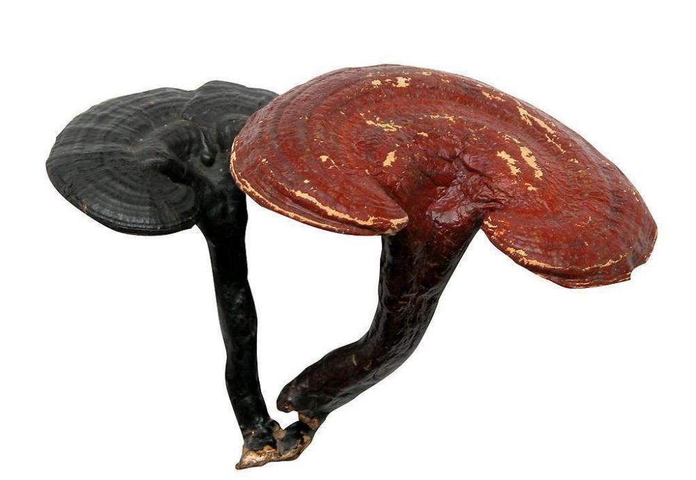 Reishi