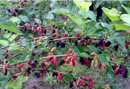 Premium Mulberry Belt Dryer