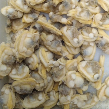 Competitive Priced Frozen Cooked Short Necked Clam Meat