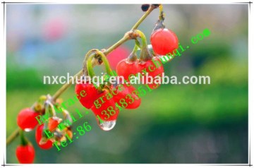 Ningxia Lycium barbarum new crop/chinese wolfberry