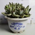 Kalanchoe Roseleaf met lagere prijs