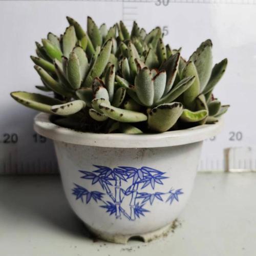 Kalanchoe Roseleaf con precio más bajo