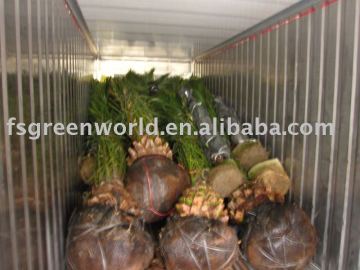 canariensis outdoor big palm trees
