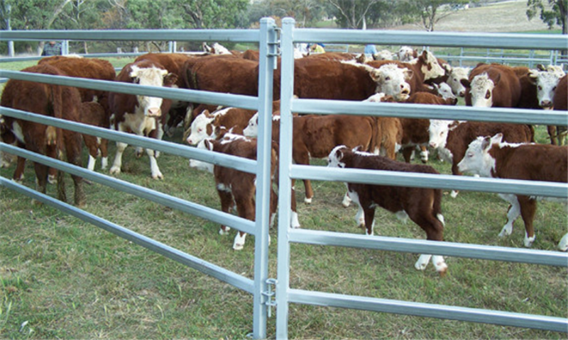 galvanized horse fencing