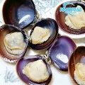 Schnell gefrorenes, zartes Flussmuschelfleisch