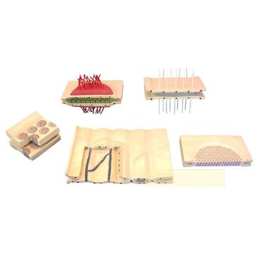 এপিথেলিয়াল সেলগুলির পার্শ্ব সংযোগ (5 উপাদান)