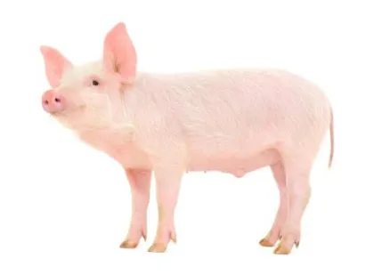 Alpha galactosidase enzyme for animal feed additive