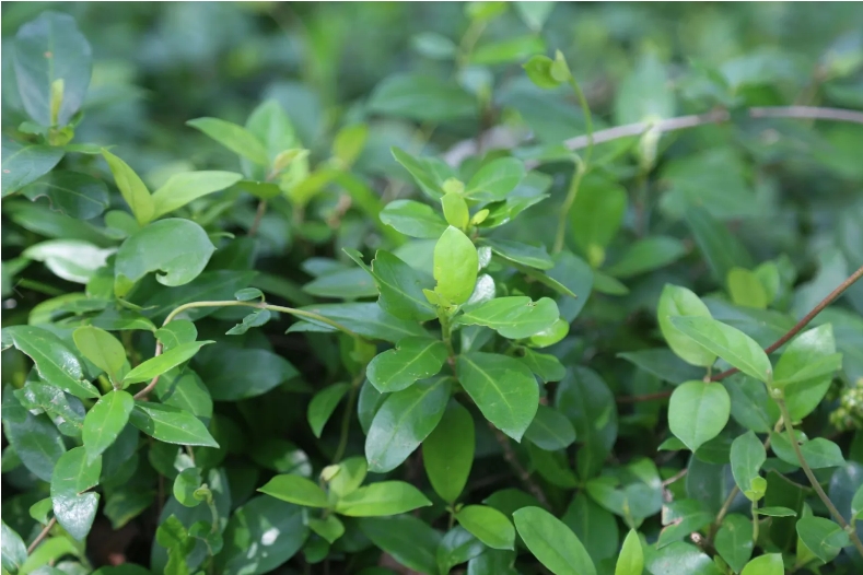 Morinda officinalis Extract