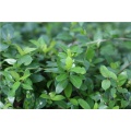 High quality Morinda officinalis extract, Bacopin extract