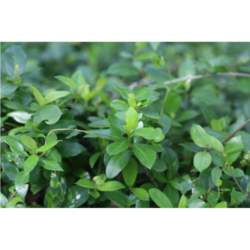 High quality Morinda officinalis extract, Bacopin extract