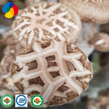 Qihe edible fungi shiitake mushroom seeds