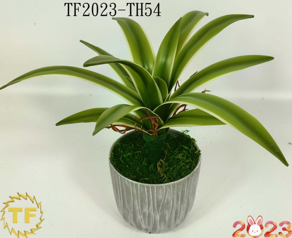 28cm Vanda Orchid leaf x 16 with plastic Pot