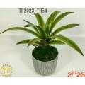 28cm Vanda Orchid leaf x 16 with plastic Pot
