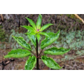 Paris Polyphylla Extract