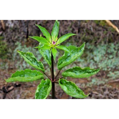 Paris Polyphylla Extract