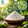 Azotobacter Chroococcum مسحوق النيتروجين تثبيت البكتيريا