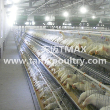 A Type Layer Farming Equipment