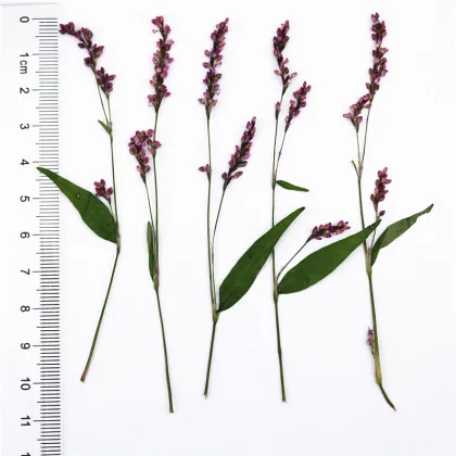 Rose Lily Safflower DIY Flower Art Pack