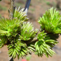 10: 1 Extracto La flor de eucommia macho contiene flavonoides