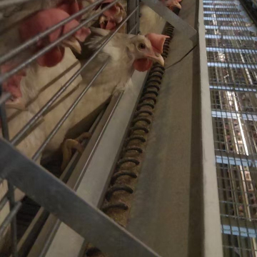 High Quality Auger Feeding System for Poultry