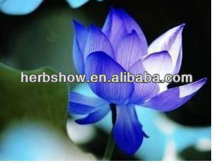 Beautiful lotus seed/lotus flower/blue lotus