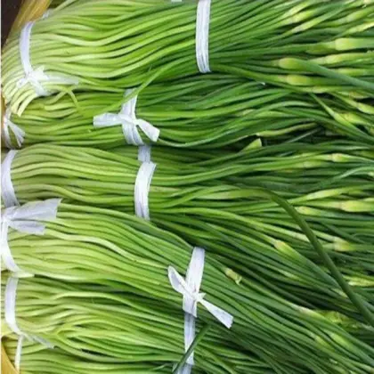 Chinese new season garlic moss