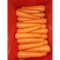 Export Standard New Fresh Carrot