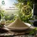 Ingrediente microbiano probiótico Bacillus Amyloliquefaciens