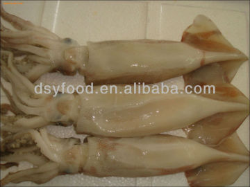 W/R Frozen Illex Squid