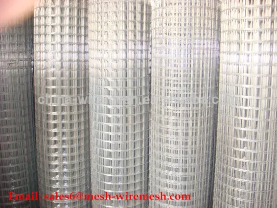 Galvanized Welded Wire Mesh Hardware Cloth Stainless Steel Welded Mesh