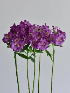 結婚式用のフレッシュカットパープルアルストロメリアの卸売