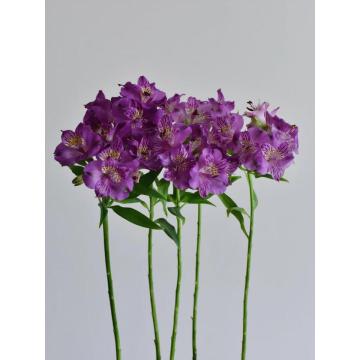 বিবাহের জন্য তাজা কাট বেগুনি Alstroemeria পাইকারি