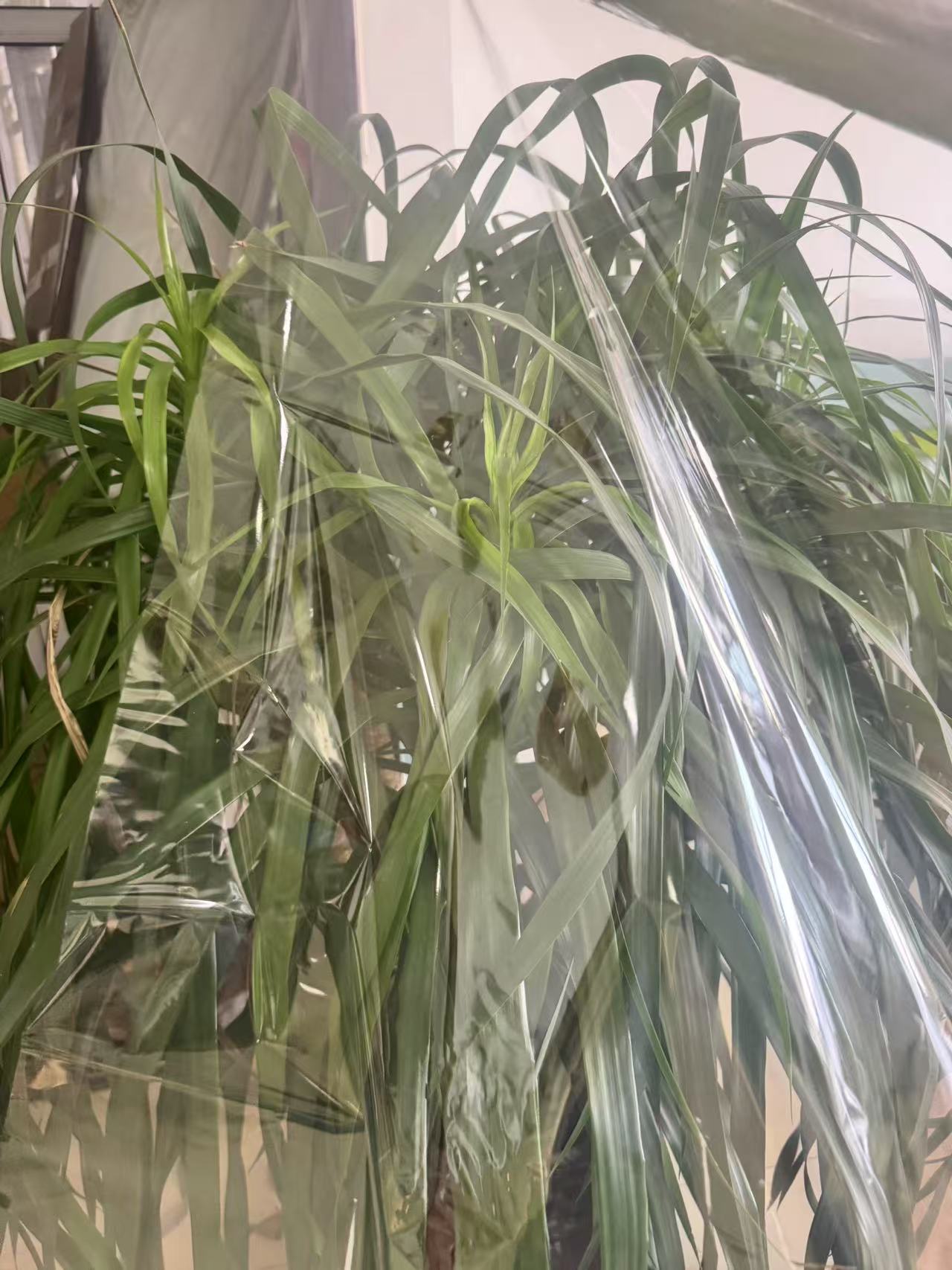 Transparent BOPP film