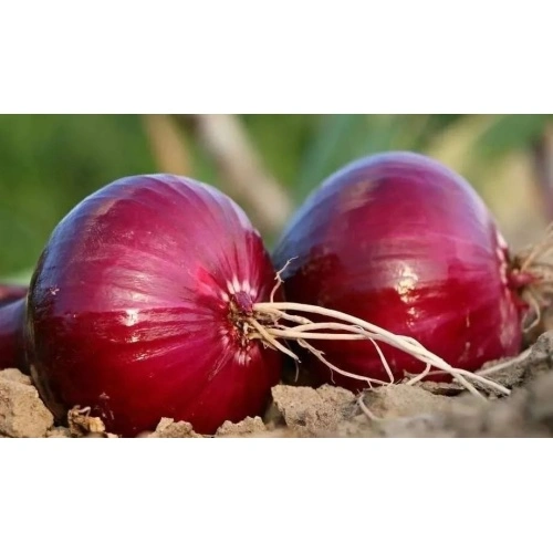 Organic, Nutritional and Natural red onion 20kg bag 