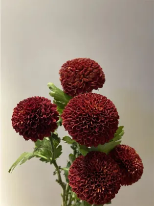 Red Ping pong chrysanthemum