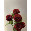 লাল পিং পং ক্রাইস্যান্থেমাম