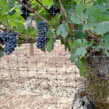 Weintraube Baum Vogel Netting