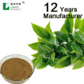 Green Tea Extract Tea Powder Polyphenol