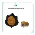 Organic Cicada Slough Extract for Holistic Wellness Solutions