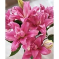 মার্জিত রেড রিবন ডাবল স্প্রে লিলি