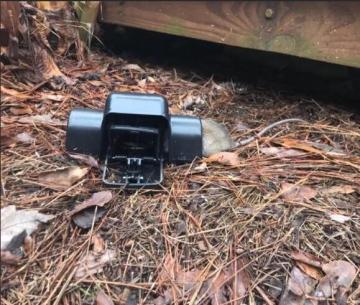 Trampa para ratas segura para niños