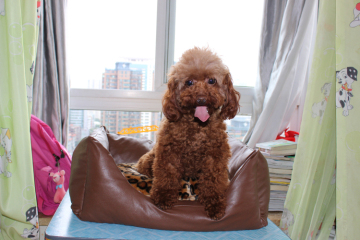 indoor cute waterproof personalized bean bag from china supplier