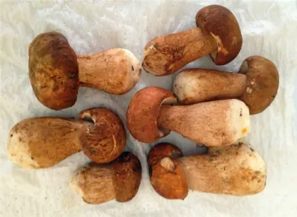 Wild Edible Fresh Matsutake Mushroom