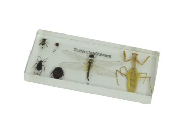 top Montessori toys-science materials