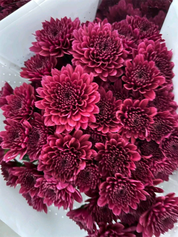 Kundi Pompon spray Mum